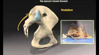 Sacroiliac Joint [upl. by Wescott]