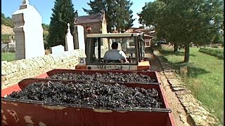 2005 Beaujolais Harvest [upl. by Ferrick]