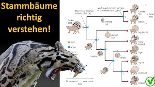 Kladistik Tutorial 2 Wie interpretiere ich einen Stammbaum Kladogramm [upl. by Koetke]