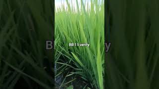 paddy crops dhan kheti shikh Raha hoon farming agriculture farmer villagelife [upl. by Ribaj]