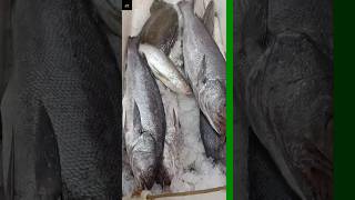 Fish Ice Packing Sea Water Fish viralvideo fishmarket stg [upl. by Llecrup]