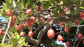 Deadly Ackee Fruit in Negril Jamaica Unripe ackee contains a poison called hypoglycin [upl. by Anairdna]