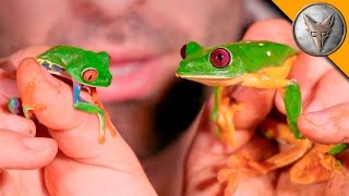 Red Eye vs Gliding Tree Frog [upl. by Ambrogio]