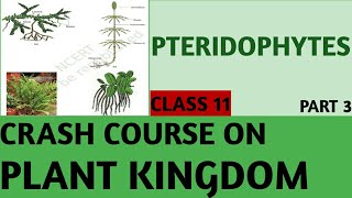 Crash Course NCERT Class 11 Plant KingdomPteridophytes Part3 NEETAIIMSJIPMER [upl. by Ennazor]