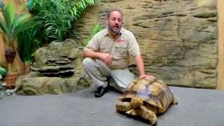 Creature Feature Sulcata Tortoises [upl. by Huber]