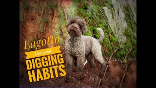 Lagotto Romagnolo digging habits [upl. by Lerej]