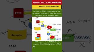 ABA Signaling Pathway in Plants 🔥 Shorts [upl. by Htrahddis]