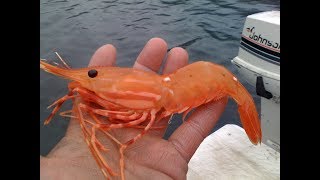 Eating Fresh Alaskan Shrimp ALIVE [upl. by Nylhtiak]