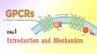 G protein linked cell signaling  GPCRs [upl. by Tavia928]