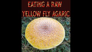 Eating a RAW Amanita Muscaria var Guessowii experiment Yellow Fly Agaric [upl. by Asirehc]