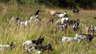 Chèvres miniatures des Tourelles  Dans les herbes hautes on avance à la queueleuleu [upl. by Yellah617]