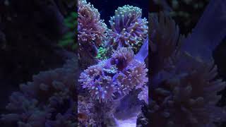 Feeding Shrimp to Living Corals Shorts [upl. by Ralston]