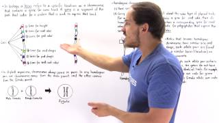 Genes Alleles and Loci on Chromosomes [upl. by Hsak15]