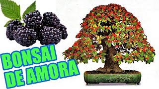 BONSAI DE AMORA  COMO FAZER DESDE O INÍCIO [upl. by Ailuj]