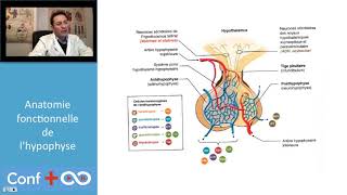 Adénome hypophysaire anatomie fonctionnelle de lhypophyse  Topo CONF [upl. by Hellah]