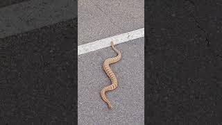 Crotalus tigris on Tumamoc Hill Tucson AZ [upl. by Maltzman706]