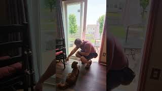 Dog Housebreaking Back Door Bell Training [upl. by Sitsuj]