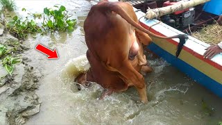 biggest cow cow videos cow unloading cow video goru hamba cow big cowCowBazaar [upl. by Assiralc]