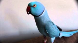 Sounds of Skyler the Indian Ringneck Parakeet [upl. by Nawud326]