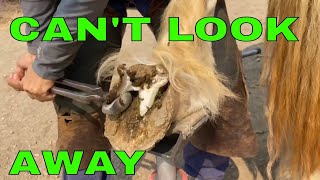 Best Horse Hoof Trim Ever [upl. by Nitsirc]