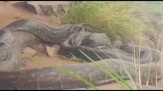 Southern African Pythons mating  South Africa [upl. by Hafler]