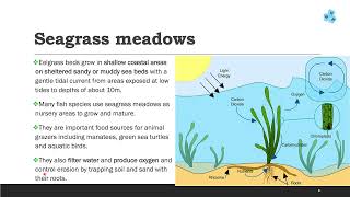 Major types of Marine ecosystem [upl. by Loram]