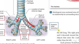 Bronchial Tree 1 [upl. by Ardnot]