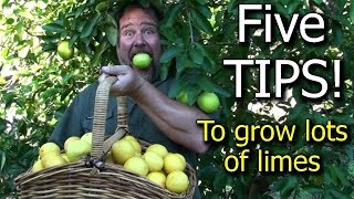 5 Tips How to Grow a Ton of Limes on One Tree  Totally Organic [upl. by Jeniffer763]