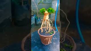 shave mini sapling bonsai sancangmini bonsaisancang sancangmame [upl. by Elsbeth971]