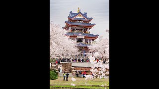 20230324 Wuxi Cherry Blossom 无锡鼋头渚 [upl. by Wilfred]