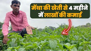 मेंथापिपरमेंट की खेती की पूरी जानकारी  Peppermint Farming  Mentha ki kheti [upl. by Attenrad]