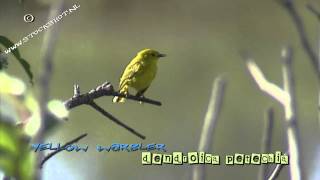 Yellow Warbler dendroica petechia in Yellowstone NP [upl. by Idonna]