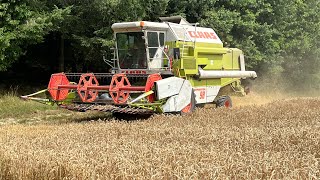 Weizen dreschen 🌾 23072023 hallertau landwirtschaft dreschen hopfen [upl. by Allan]