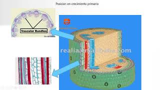 CLASE 2 A XILEMA Y FLOEMA [upl. by Llerdnam]