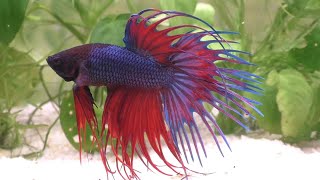 The Betta Fish  A Compassionate Care Guide [upl. by Giess283]