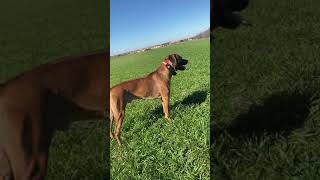 Rhodesian Ridgeback Judge barking [upl. by Nosretep]