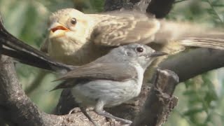 Big Baby Cowbird Fed By Little Parent Gnatcatcher [upl. by Lisa]