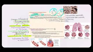 Lecture Video 7 Physiology of the Respiratory System Part 2 [upl. by Einnol]