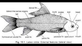 Digestive system of Labeo rohita  Part 1 [upl. by Hyde]