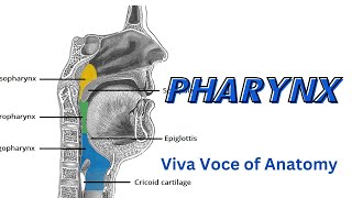 Pharynx 1  Introduction and NasoPharynx  Parts  Relations  Applied Anatomy [upl. by Arbua123]