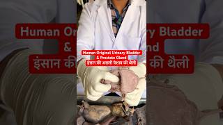 Human Original Urinary Bladder amp Prostate Gland  इंसान की असली पेशाब की थैली viral trending shot [upl. by Obala194]