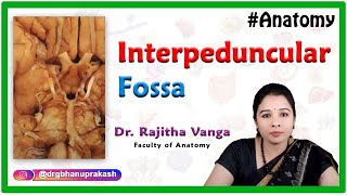 Interpeduncular fossa  Boundaries and Contents [upl. by Frame]