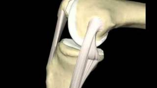 Ligamento Colateral Medial [upl. by Flavian]