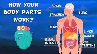 How Do Your Body Parts Work  Non Stop Episodes  The Dr Binocs Show  PEEKABOO KIDZ [upl. by Nomra]