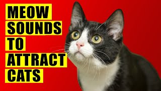 Meows to ATTRACT Cats Meow Sounds to Attract Cats Cats Meowing Sound Effects Kitten Sounds [upl. by Idorb]