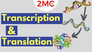 How are Proteins Made  Transcription and Translation Explained 66 [upl. by Aisital368]