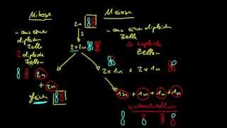 Genetik 3 Unterschied von Mitose und Meiose [upl. by Rosenkranz]