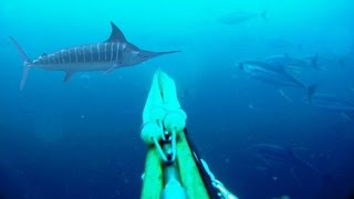 Blue Water Spearfishing Pesca Sub com Diego Santiago [upl. by Ahc]