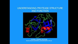 Understanding Protease StructureFunction [upl. by Eboh]