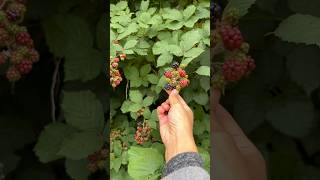 Blackberry picking fruit blackberry [upl. by Hugues78]